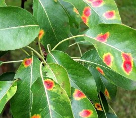 Taches rouges sur les feuilles de pommier : que faire et comment traiter les arbres