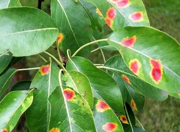 Taches rouges sur les feuilles de pommier : que faire et comment traiter les arbres