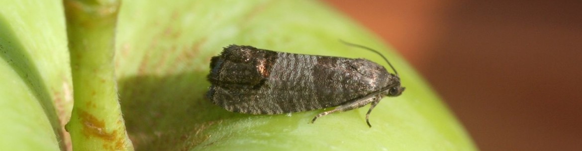 Le carpocapse des pommes et les méthodes efficaces de lutte