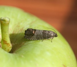 Le carpocapse des pommes et les méthodes efficaces de lutte
