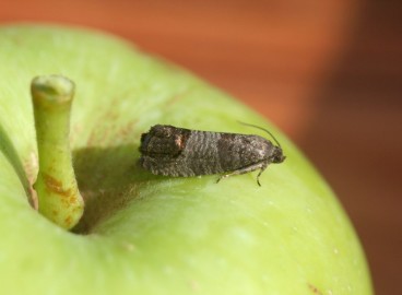 Le carpocapse des pommes et les méthodes efficaces de lutte