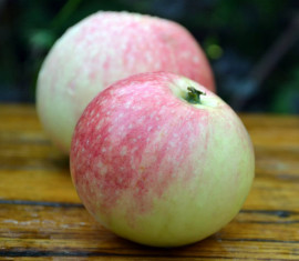 Pommier Bellefleur-Kitayka : caractéristiques de la variété et entretien