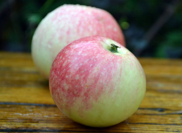 Pommier Bellefleur-Kitayka : caractéristiques de la variété et entretien