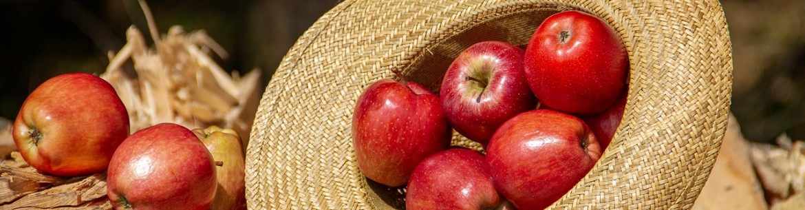 Comment préparer un pommier colonnaire à l'hiver et le protéger du gel