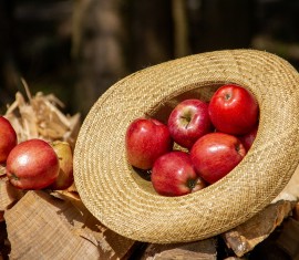 Comment préparer un pommier colonnaire à l'hiver et le protéger du gel