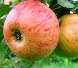 Pommier Medunitsa : caractéristiques de la variété et entretien