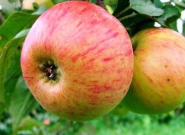 Pommier Medunitsa : caractéristiques de la variété et entretien