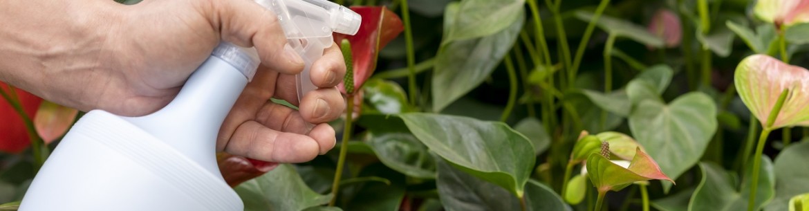 L'acide succinique en jardinage – méthodes d'utilisation