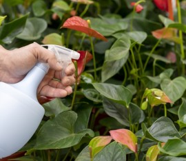 L'acide succinique en jardinage – méthodes d'utilisation