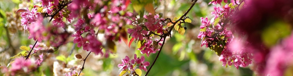 Que planter à côté d'un pommier : compatibilité avec les autres arbres et arbustes