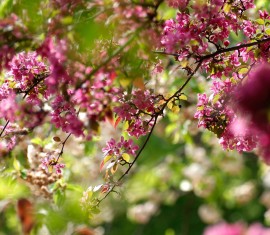 Que planter à côté d'un pommier : compatibilité avec les autres arbres et arbustes