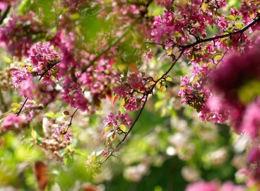 Que planter à côté d'un pommier : compatibilité avec les autres arbres et arbustes