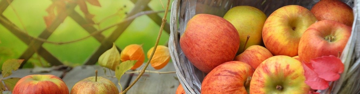 Préparation et conservation des boutures de pommiers en vue du greffage printanier
