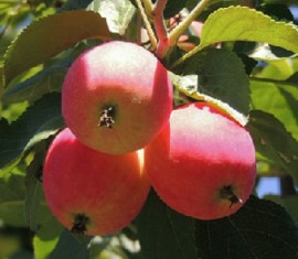 Pommier Gornoaltaiskoe : caractéristiques de la variété et entretien