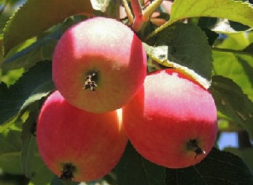 Pommier Gornoaltaiskoe : caractéristiques de la variété et entretien