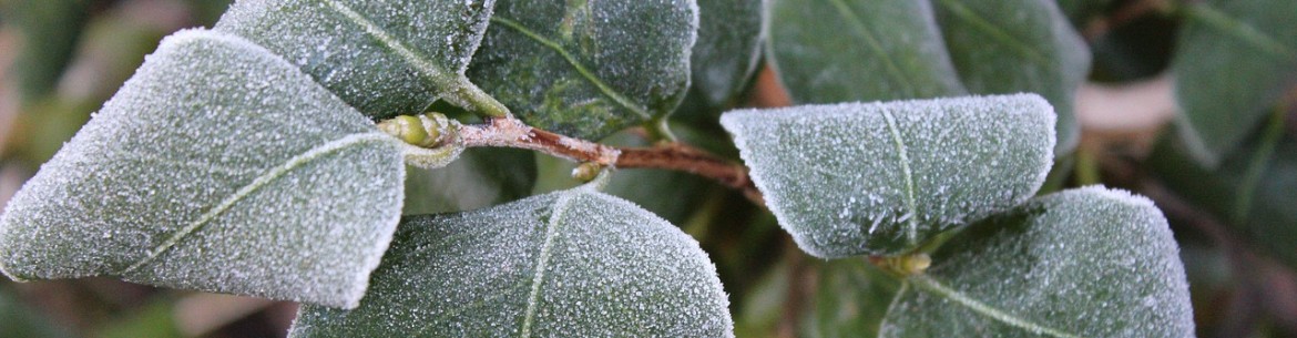 Préparation des pommiers pour l'hiver dans la région de Moscou : 10 étapes essentielles