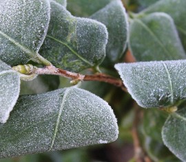 Préparation des pommiers pour l'hiver dans la région de Moscou : 10 étapes essentielles