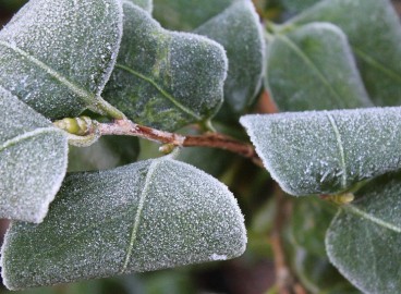 Préparation des pommiers pour l'hiver dans la région de Moscou : 10 étapes essentielles