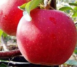 Pommier Gala Mast : caractéristiques de la variété et entretien