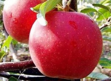 Pommier Gala Mast : caractéristiques de la variété et entretien