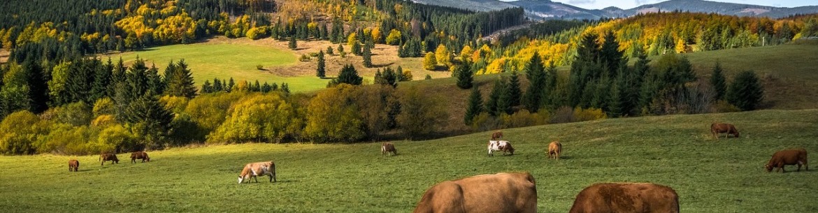 La molène est le meilleur engrais pour les arbres fruitiers et autres plantes : composition, solutions, règles d’application