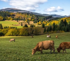 La molène est le meilleur engrais pour les arbres fruitiers et autres plantes : composition, solutions, règles d’application