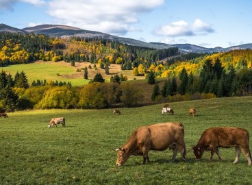La molène est le meilleur engrais pour les arbres fruitiers et autres plantes : composition, solutions, règles d’application