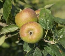 Pommier Pink Pearl : Variété et conseils d’entretien