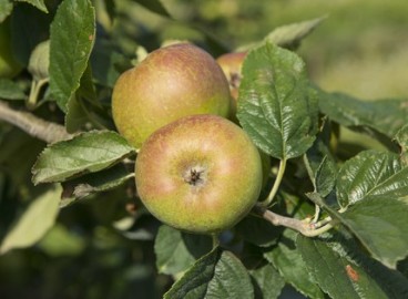 Pommier Pink Pearl : Variété et conseils d’entretien