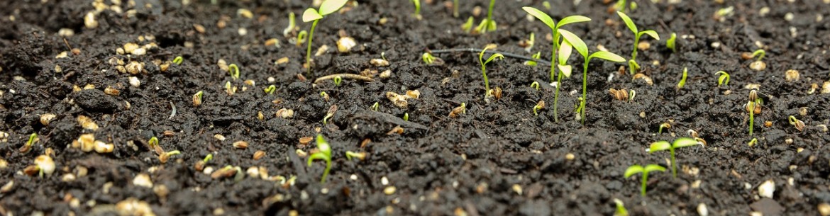 Déterminer l'acidité du sol à la maison