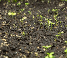 Déterminer l'acidité du sol à la maison
