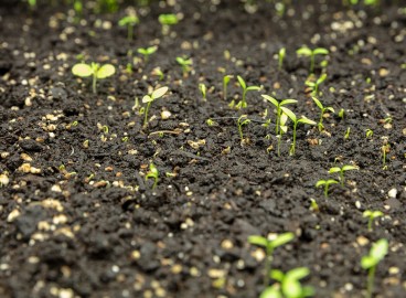 Déterminer l'acidité du sol à la maison