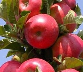 Pommier Strela : caractéristiques de la variété et entretien