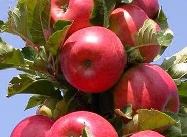 Pommier Strela : caractéristiques de la variété et entretien