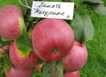Pommier ‘Michurin’s Memory’ : caractéristiques de la variété et entretien