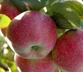 Pommier Daria : caractéristiques de la variété et entretien