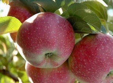 Pommier Daria : caractéristiques de la variété et entretien