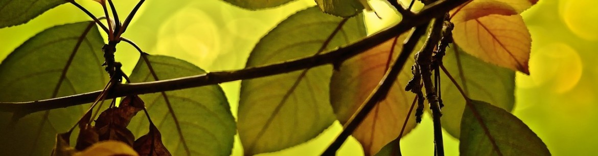 Toutes les maladies des feuilles de pommier : causes, symptômes, conséquences