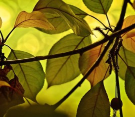 Toutes les maladies des feuilles de pommier : causes, symptômes, conséquences