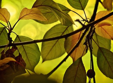 Toutes les maladies des feuilles de pommier : causes, symptômes, conséquences