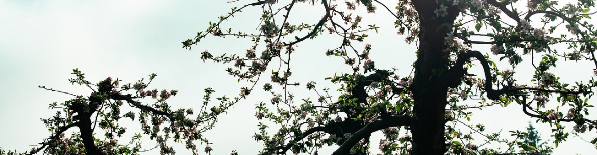 Tailler un vieux pommier : conseils pour débutants, schémas et instructions