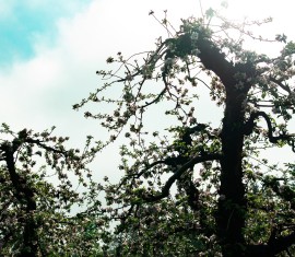 Tailler un vieux pommier : conseils pour débutants, schémas et instructions