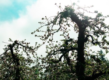 Tailler un vieux pommier : conseils pour débutants, schémas et instructions