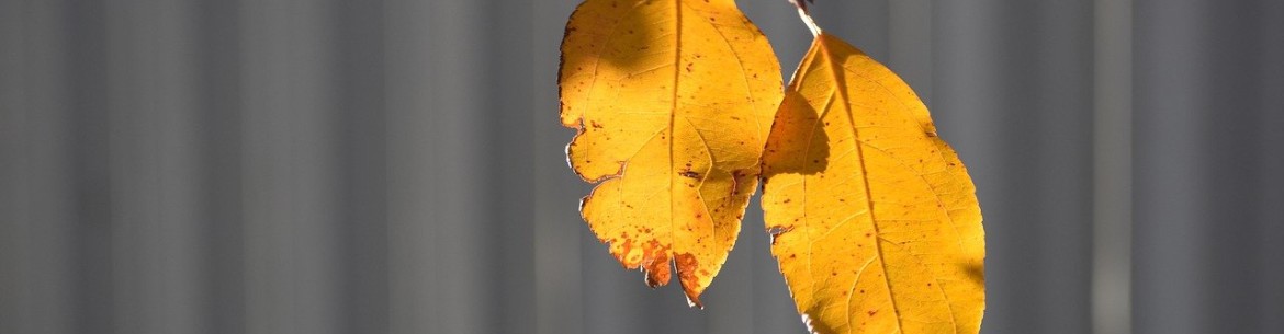 Que faire si les feuilles d'un pommier jaunissent ?