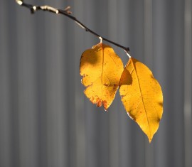 Que faire si les feuilles d'un pommier jaunissent ?