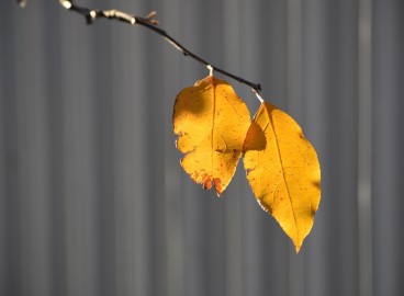 Que faire si les feuilles d'un pommier jaunissent ?