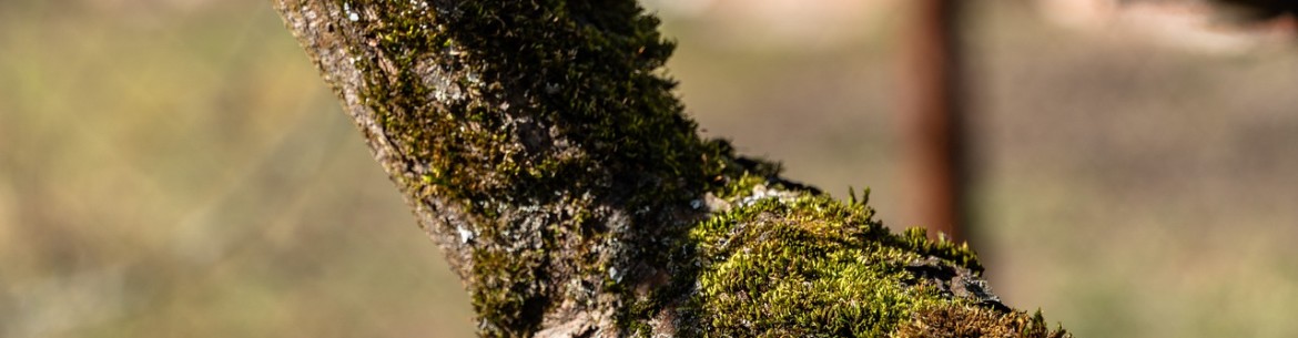 Mousse sur un pommier : comment l’enlever soi-même