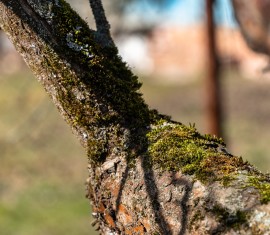 Mousse sur un pommier : comment l’enlever soi-même