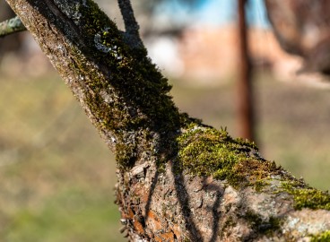 Mousse sur un pommier : comment l’enlever soi-même