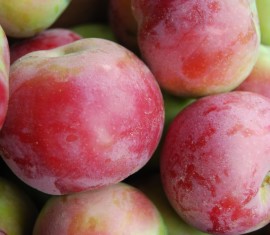 Pommier Mackintosh : Variété et conseils d’entretien